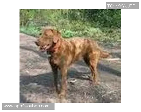 美国队新吉祥物班纳灵感源自切萨皮克湾寻猎犬的故事